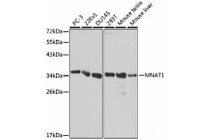 Western blot analysis of extracts of various cell lines using MNAT1 Polyclonal Antibody at dilution of 1:1000. (MNAT1 Antikörper)