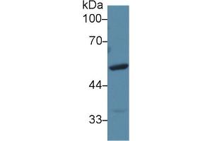 Detection of FGg in Mouse Liver lysate using Polyclonal Antibody to Fibrinogen Gamma (FGg) (FGG Antikörper  (AA 168-405))