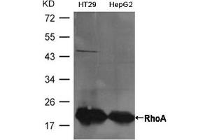 Western blot analysis of extracts from HT29 and HepG2 cells using RhoA Antibody. (RHOA Antikörper  (AA 180-184))