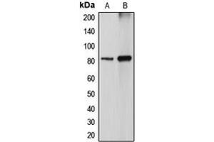 Western blot analysis of DGK alpha expression in MDCK (A), COS7 (B) whole cell lysates. (DGKA Antikörper  (Center))