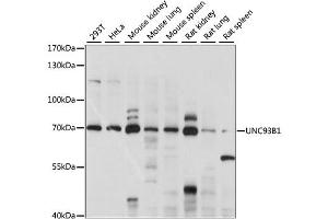 Western blot analysis of extracts of various cell lines, using UNC93B1 antibody (ABIN6292324) at 1:1000 dilution. (UNC93B1 Antikörper)