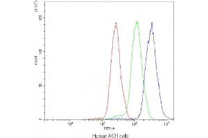 Flow Cytometry (FACS) image for anti-Nuclear Factor of Activated T-Cells, Cytoplasmic, Calcineurin-Dependent 4 (NFATC4) antibody (ABIN5647598)