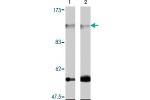 Western blot analysis of extract from 3T3-L1 (lane 1) and NIH/3T3 cells (lane 2) , using Farp2 polyclonal antibody  . (FARP2 Antikörper)