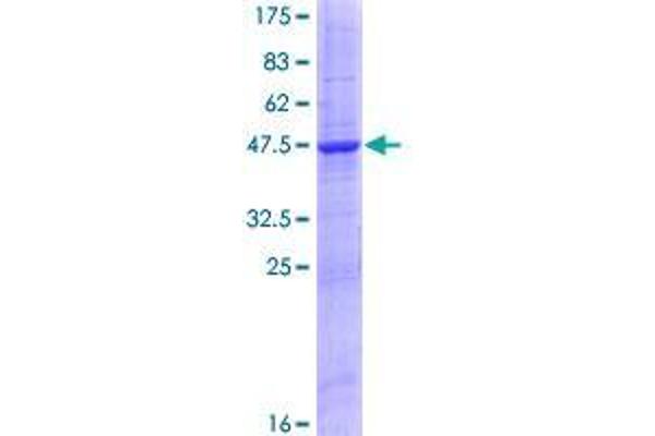 RNASE11 Protein (AA 1-199) (GST tag)