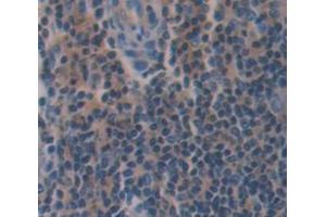 IHC-P analysis of Mouse Tissue, with DAB staining. (Caspase 8 Antikörper  (AA 219-376))