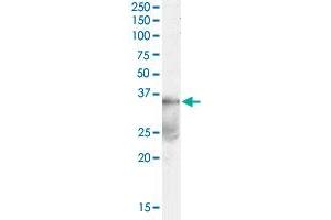 DAZL polyclonal antibody  (0. (DAZL Antikörper)