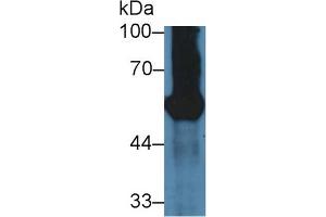 Western Blot; Sample: Mouse Pancreas lysate; Primary Ab: 3µg/ml Rabbit Anti-Mouse GP2 Antibody Second Ab: 0.