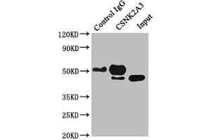 Immunoprecipitating CSNK2A3 in Hela whole cell lysate Lane 1: Rabbit control IgG instead of ABIN7146881 in Hela whole cell lysate. (CSNK2A3 Antikörper  (AA 151-391))