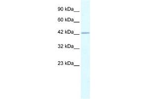 WB Suggested Anti-RUVBL2 Antibody Titration:  0. (RUVBL2 Antikörper  (N-Term))