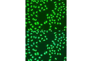 Immunofluorescence analysis of U2OS cells using CBX3 antibody. (CBX3 Antikörper  (AA 1-183))