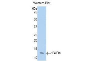 Western Blotting (WB) image for anti-Annexin A4 (ANXA4) (AA 165-260) antibody (ABIN1858027) (Annexin IV Antikörper  (AA 165-260))
