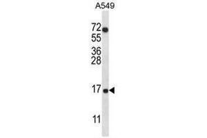 COX7A2L Antibody (Center) western blot analysis in A549 cell line lysates (35µg/lane).