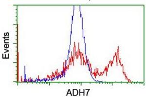 HEK293T cells transfected with either RC224304 overexpress plasmid (Red) or empty vector control plasmid (Blue) were immunostained by anti-ADH7 antibody (ABIN2455842), and then analyzed by flow cytometry. (ADH7 Antikörper)
