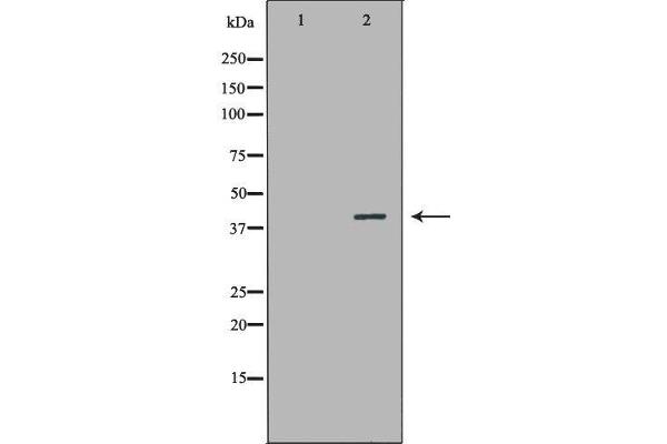NR1I3 Antikörper  (Internal Region)