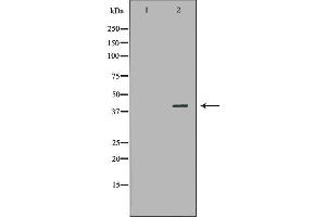 Western blot analysis of HepG2 cell lysate, using NR1I3 Antibody. (NR1I3 Antikörper  (Internal Region))