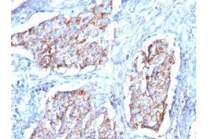 Image no. 2 for anti-Heat Shock 60kDa Protein 1 (Chaperonin) (HSPD1) antibody (ABIN6164282)