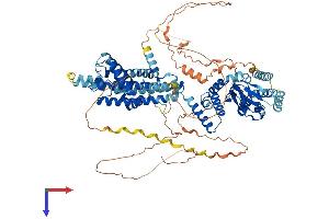 HCN2 Protein (AA 1-863) (His tag)