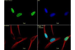 Histone H3 trimethyl Lys4 antibody tested by immunofluorescence. (Histone 3 Antikörper  (H3K4me3))