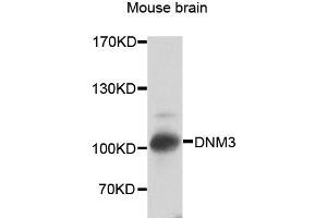 Western blot analysis of extracts of mouse brain, using DNM3 antibody (ABIN2562261) at 1:2000 dilution. (Dynamin 3 Antikörper)
