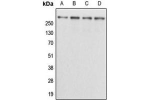 Western blot analysis of Kalirin expression in HEK293T (A), NIH3T3 (B), H9C2 (C), mouse brain (D) whole cell lysates. (KALRN Antikörper  (Center))