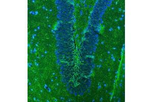 IF analysis of EAAT1/SLC1A3 using anti-EAAT1/SLC1A3 antibody (ABIN7602879).
