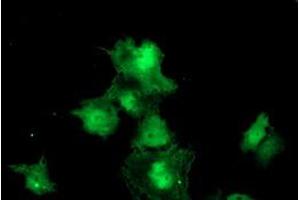 Image no. 3 for anti-Meis Homeobox 3 (MEIS3) (AA 1-261) antibody (ABIN1490668) (MEIS3 Antikörper  (AA 1-261))
