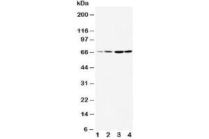 Western Blotting (WB) image for anti-Dopamine Receptor D1 (DRD1) (AA 221-242) antibody (ABIN3030766)