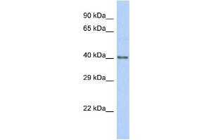 Host:  Rabbit  Target Name:  HKR1  Sample Type:  Hela Whole Cell lysates  Antibody Dilution:  1. (HKR1 Antikörper  (C-Term))