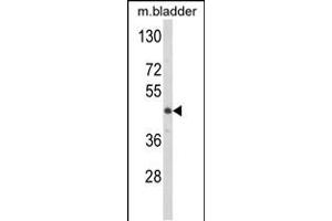Western blot analysis of LUM Antibody in mouse bladder tissue lysates (35ug/lane)