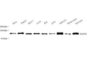 Western blot analysis of GWL (ABIN7074616)at dilution of 1: 500 (MASTL Antikörper)