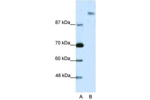 Spt6 anticorps  (N-Term)