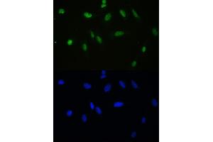 IF analysis of APEX1 using anti-APEX1 antibody (ABIN3043785). (APEX1 Antikörper  (AA 2-318))