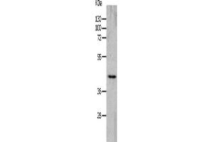 Western Blotting (WB) image for anti-Cholinergic Receptor, Nicotinic, alpha 7 (Neuronal) (CHRNA7) antibody (ABIN2426249) (CHRNA7 Antikörper)