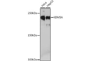 Western blot analysis of extracts of various cell lines, using KDM5A Rabbit mAb (ABIN7268330) at 1:1000 dilution. (KDM5A Antikörper)