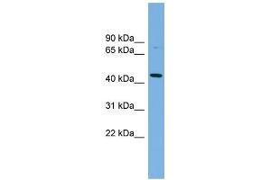 WB Suggested Anti-PVRL2 Antibody Titration:  0. (PVRL2 Antikörper  (Middle Region))