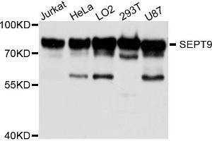 Western blot analysis of extract of various cells, using 9-九月 antibody. (Septin 9 Antikörper)