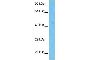 Host:  Rabbit  Target Name:  KCNN3  Sample Tissue:  Human THP-1 Whole Cell  Antibody Dilution:  1ug/ml