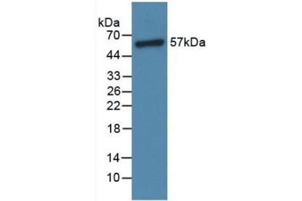 Angiopoietin 1 antibody  (AA 304-450)
