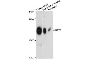 Western blot analysis of extracts of various cell lines, using CAV3 antibody (ABIN6290143) at 1:3000 dilution. (Caveolin 3 Antikörper)