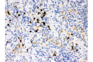 Anti- MMP8 Picoband antibody,IHC(P) IHC(P): Rat Spleen Tissue (MMP8 Antikörper  (N-Term))
