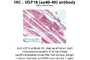 Image no. 1 for anti-Ubiquitin Specific Peptidase 18 (USP18) (AA 40-49) antibody (ABIN1740600) (USP18 Antikörper  (AA 40-49))
