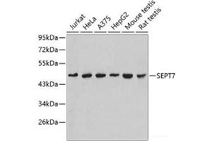 Western blot analysis of extracts of various cell lines using SEPT7 Polyclonal Antibody. (Septin 7 Antikörper)