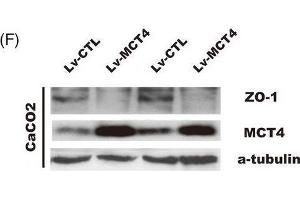 Western Blotting (WB) image for anti-Tight Junction Protein 1 (TJP1) (AA 1600-1700) antibody (ABIN1513706)