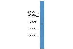 AMBP antibody used at 0. (AMBP Antikörper  (N-Term))