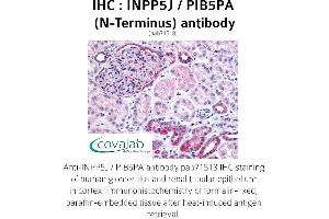 Image no. 1 for anti-Inositol Polyphosphate-5-Phosphatase J (INPP5J) (N-Term) antibody (ABIN1735940) (INPP5J Antikörper  (N-Term))