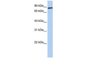 TMEM63A antibody used at 1 ug/ml to detect target protein. (TMEM63A Antikörper  (N-Term))