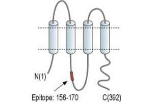 Representative domain view of the target of ABIN7043428.