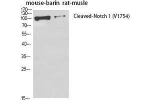 Western Blot analysis of mouse brain (1), rat musle (2), diluted at 1:500. (Notch1 Antikörper  (Cleaved-Val1754))