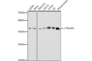 Western blot analysis of extracts of various cell lines, using γ-Tubulin antibody (ABIN6132741, ABIN6149696, ABIN6149697 and ABIN6221807) at 1:1000 dilution.