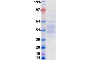 Western Blotting (WB) image for Lipoprotein-Associated phospholipase A2 (Lp-PLA2) protein (DYKDDDDK-His Tag) (ABIN2729085)